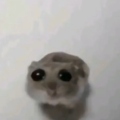 Kuyfulyh